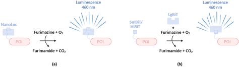 Microorganisms Free Full Text Recent Advancements In Tracking