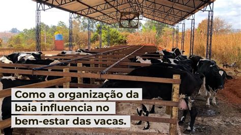 Como a organização da baia influencia no bem estar das vacas Paracatu