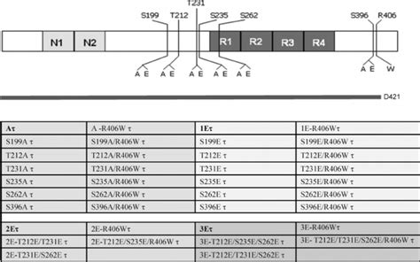 Tau Constructs Employed For Transfection Of Cells N And N Represent