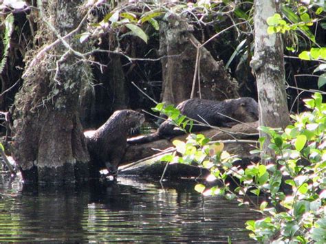 Cypress Swamps Big Cypress National Preserve Us National Park Service