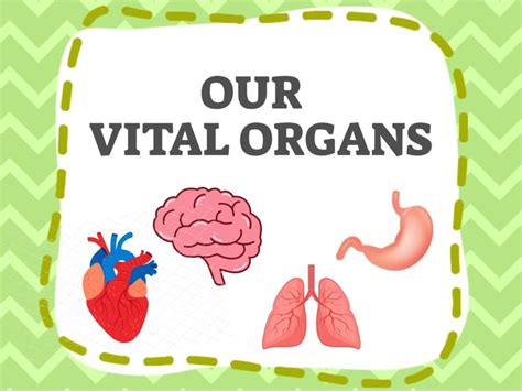 VITAL ORGANS Free Games online for kids in Pre-K by Ivanna Loor
