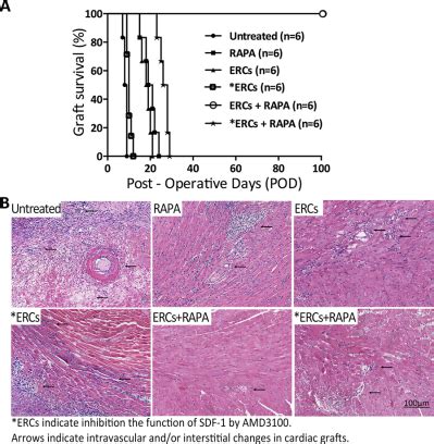 Whats The Stem Cells Buzz This Week Endometrial Regenerative Cells