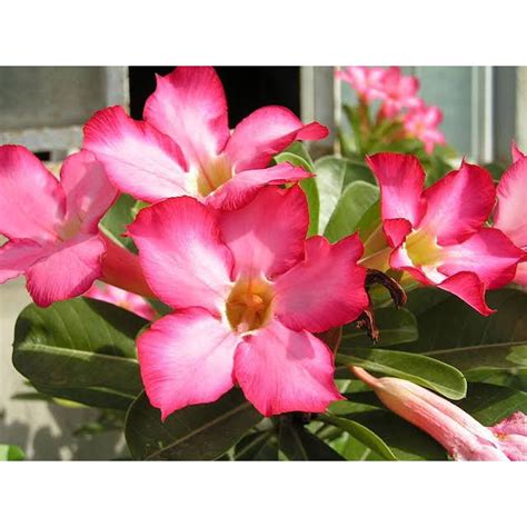 Pink Kalachuchi Desert Rose Adenium Obesum Seeds Shopee Philippines