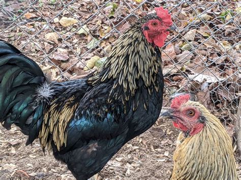 Easter Egger Rooster vs Hen: Understanding the Differences for Backyard ...