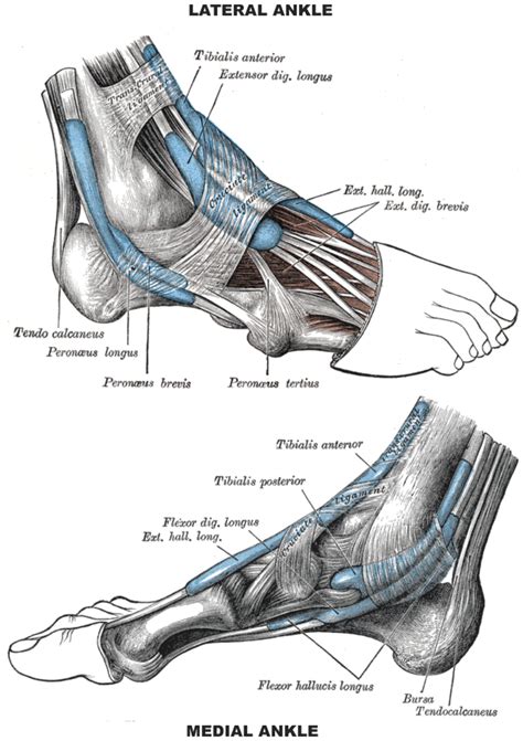 Muscles Of The Foot Laminated Anatomy Chart Massage Ideas Anatomy ...