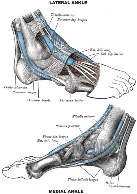 Foot Diagram Bottom Tendons