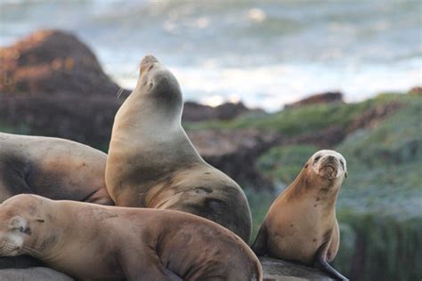 seals  la jolla  stock photo public domain pictures