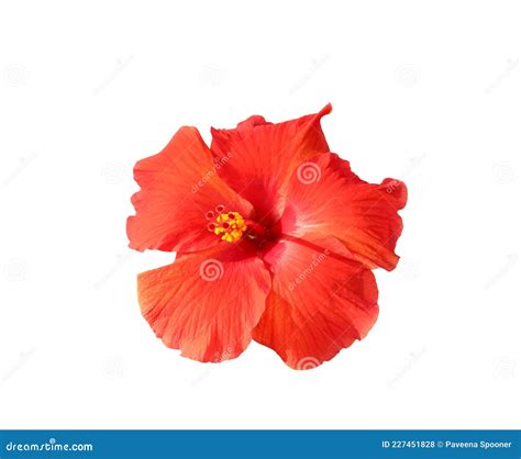 A Red Hibiscus Flower Isolated On White Background Stock Photo Image