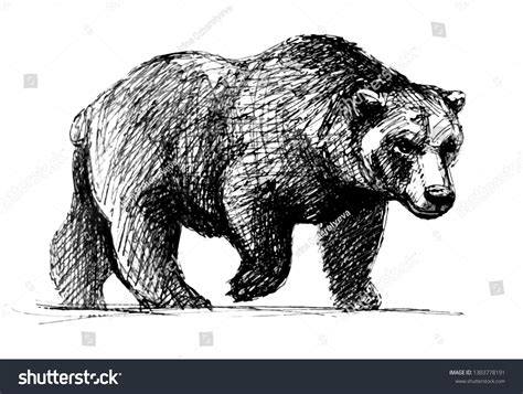 Walking Bear Realistic Drawing Stock Vector (Royalty Free) 1303778191 ...
