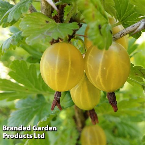 Gooseberry Plants Hinnonmaki Yellow Suttons