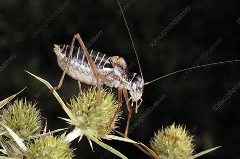 Saddle Backed Bush Cricket Stock Image C007 0076 Science Photo