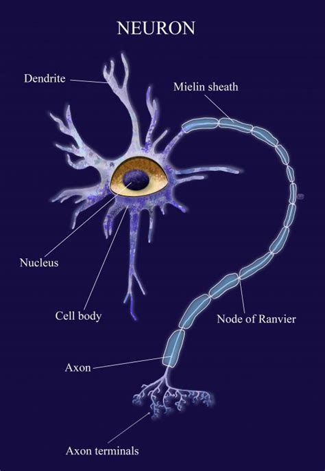 What Is A Neurotoxin With Pictures