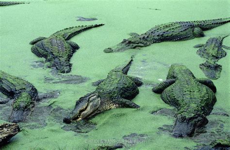 Alligators In Florida Usa Heidi Hans Juergen Koch Archive