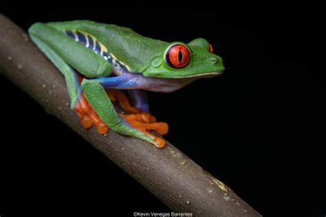 Rana De Ojos Rojos Herpetrek