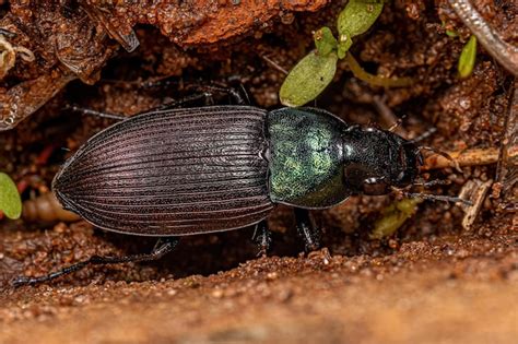 Fotos De Carabidae Fotos De Stock Gratuitas De Gran Calidad