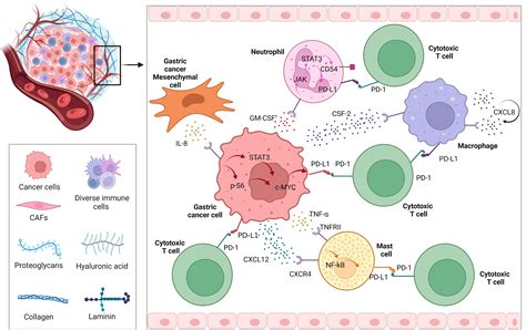 Frontiers Pd L Biological Mechanism Function And Immunotherapy In