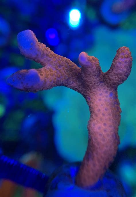 Acropora Gomezi Green Purple Wysiwyg Communitycorals