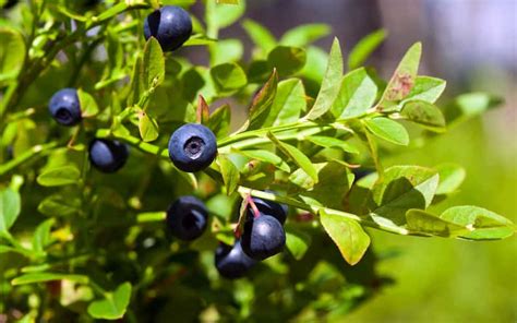 Blueberry Season in Norway: The Ultimate Guide (2022)