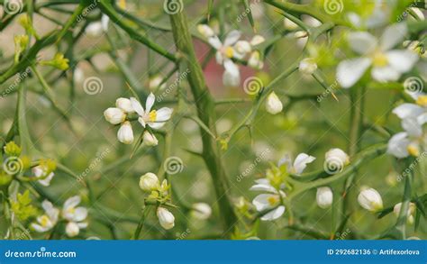 Trifoliate Citrus Or Poncirus Trifoliata Fresh Flower Trifoliate