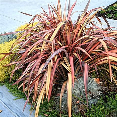 Phormium 16 99 Webbs Ground Cover Plants Growing Plants