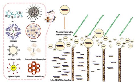 The Applications Of Nanoparticles In RNA Interference RNAi Therapy