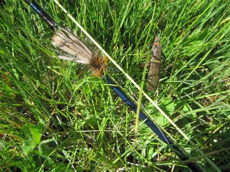 Fly Fishing The Salmon Fly Hatch Simpson Fly Fishing