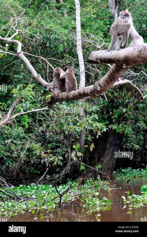 Macaca Fascicularis Long Tailed Macaque Monkey Kinabatangan River Sabah