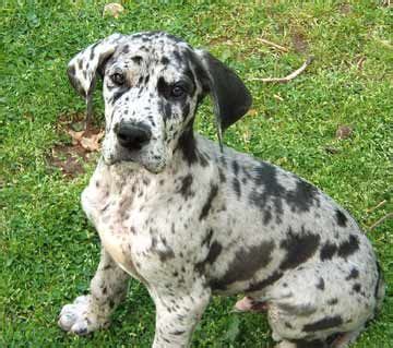 Want Him Soooo Bad Great Dane Mastiff Mix Great Dane Mastiff Great