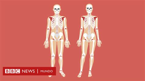 Ponte A Prueba ¿qué Son Y Dónde Están Estas Partes Del Cuerpo Bbc