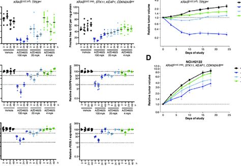 Azd4625 Inhibits The Growth Of Kras G12c Mutant Tumors In Vivo Target