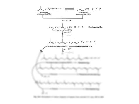 SOLUTION: Biosynthesis of terpenes - Studypool