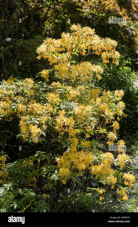 Yellow Rhododendron Luteum Azalea A Deciduous Shrub In Flower