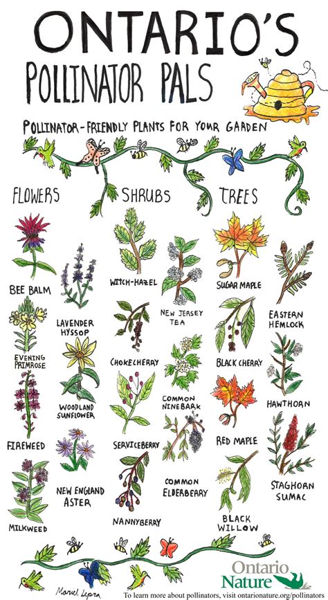 Pollinator Plants Native Plant Gardening Native Plants