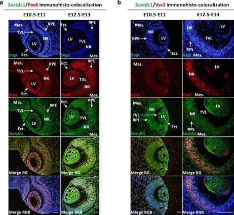 Immunohisto Colocalization Of Sostdc1 And Pax6 A Or Vsx2 B In Eye