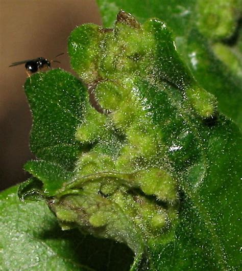 Quercus Lobata Leaf Gall Bugguide Net