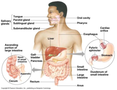 Chapter 15 Human Physiology Flashcards Quizlet