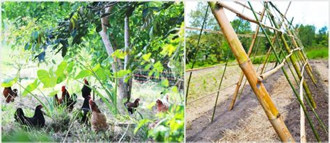 Summer Zaytuna Farm Tour The Permaculture Research Institute