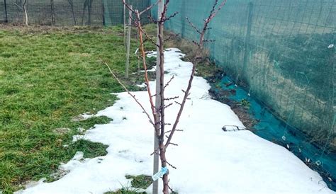 Când se fac tăierile la pomii fructiferi Care sunt perioadele optime