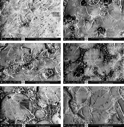Environmental scanning electron microscope images (original ... 