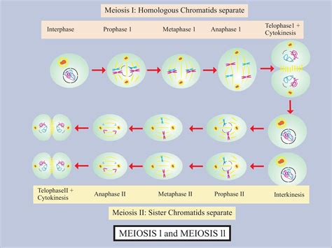 Mitosis Meiosis Biology