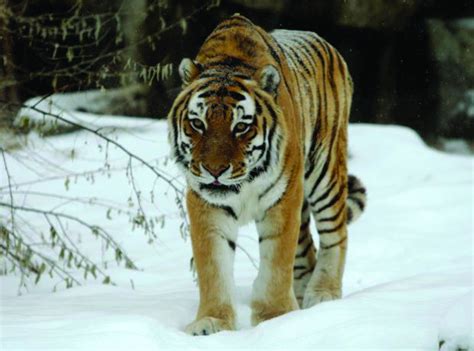 Winter playground: ZooMontana animals at home in winter’s cold