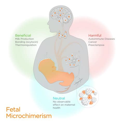 Fetal Attraction How Baby Cells Impact Maternal Health During