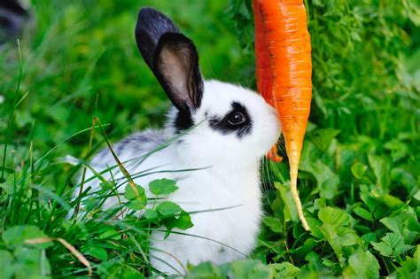 Pourquoi Le Lapin Mange Des Carottes Animaux Info Votre Source