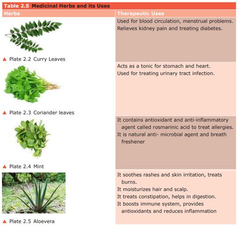 Medicinal Herbs And Their Uses