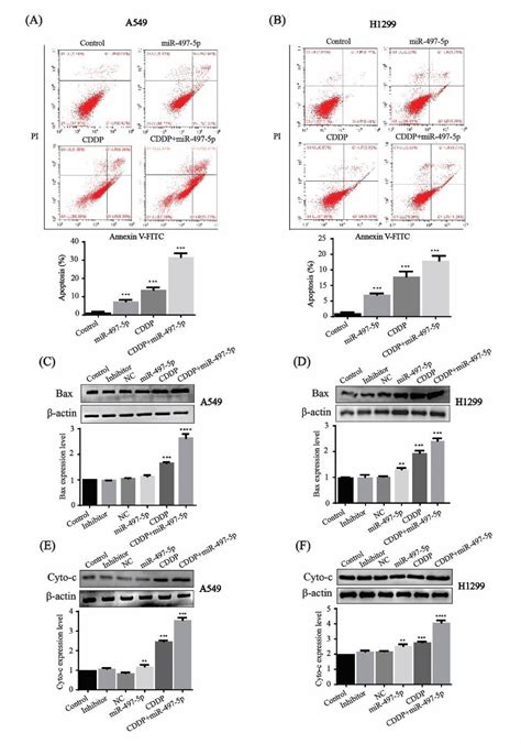 Mir P Enhances The Chemosensitivity Of Non Small Cell Lung Cancer