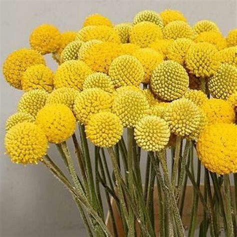 Yellow Ball Flowers Fake at Ann Wood blog