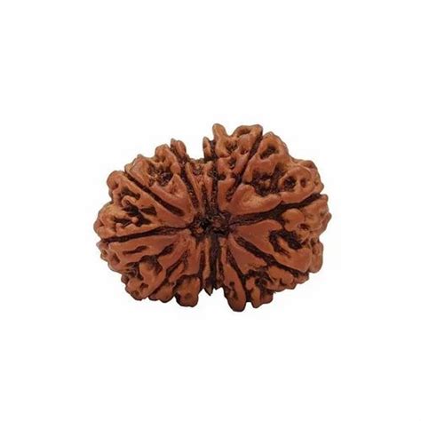 Brown Natural 12 Mukhi Rudraksha With IGL Lab Certified Nepali