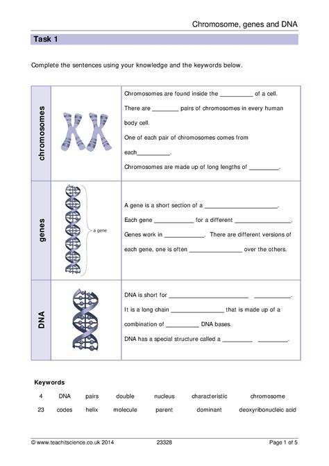 Dna And Chromosomes Analogy Worksheet