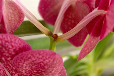 How To Grow And Care For Vanda Orchids