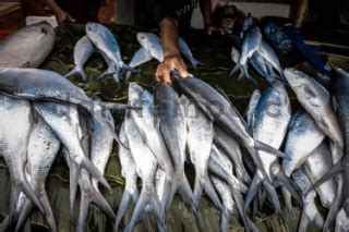 Pedagang Ikan Bandeng Di Rawa Belong Jakarta Datatempo